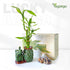 3-Stalk (26 18) Set Lucky Bamboo + Live Indoor Plant Elephant & Pineapple Ceramic Pot with Pebble Bag