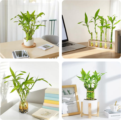 (10 4 Inch) Lucky Bamboo Plants Live Indoor Stalks, - Fresh House Plants for Office Desk, Home Decor, for Positive