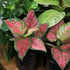 Live Aglaonema Chinese Evergreen Plant 'Beauty', Indoor Houseplant for Home or Office, Air Purifying Real Indoor Plants