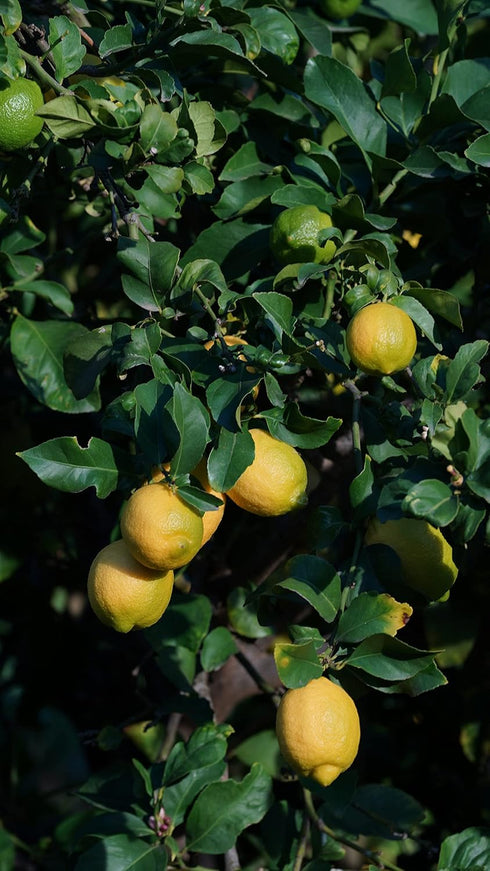 5lbs Fresh Organic Lemons from California Farm - - Just-Harvested Non-GMO Unsprayed Unwaxed Uncoated Veganic