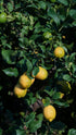 5lbs Fresh Organic Lemons from California Farm - - Just-Harvested Non-GMO Unsprayed Unwaxed Uncoated Veganic