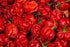 2.5 oz HEPPS Salt Co. Scorpion Sea Salt Our Hottest Salt Ever Ultra-Hot Finishing Salt with Real Trinidad Scorpion