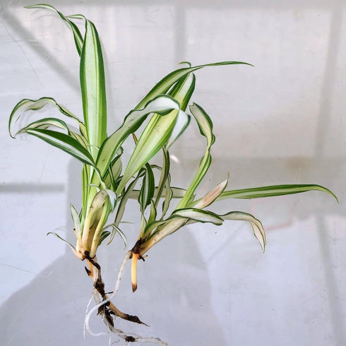 2-4" 2 Blissful Rooted Spider Plant H Houseplant Easy Grow, Perfect for Home Decor, Indoor Plants Wedding/Party Favor