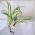 2-4" 2 Blissful Rooted Spider Plant H Houseplant Easy Grow, Perfect for Home Decor, Indoor Plants Wedding/Party Favor