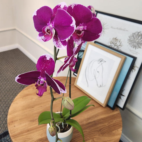 5" 22"+ Large Purple Live Orchids Blooming in Blue & White Orchid Pot, Pet Friendly Live Plant Gifts for Plant Lovers