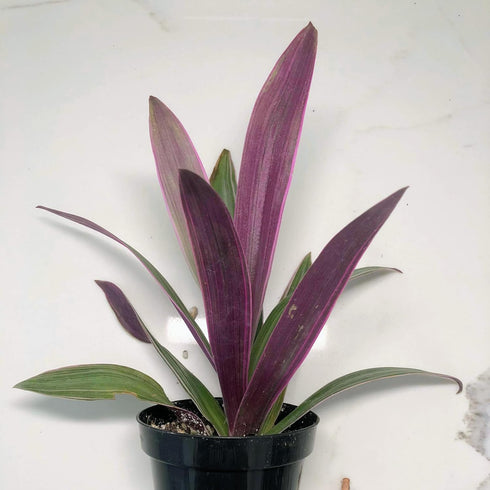 4" Blissful Moses in the Cradle Tradescantia Live Plant Pot Purple-Pink-Green Sword Like Leaves Wandering Jews Drought