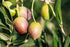 The Olive Trading Co. 2024/25! 500ml (16.9 OZ) Regios Extra Virgin Olive Oil, Picual, Early Harvest Award Winning