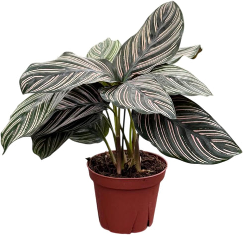 Calathea Ornata Live Plant in 4" Pot Prayer Plant Indoor Houseplant, Pet