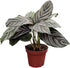 Calathea Ornata Live Plant in 4" Pot Prayer Plant Indoor Houseplant, Pet