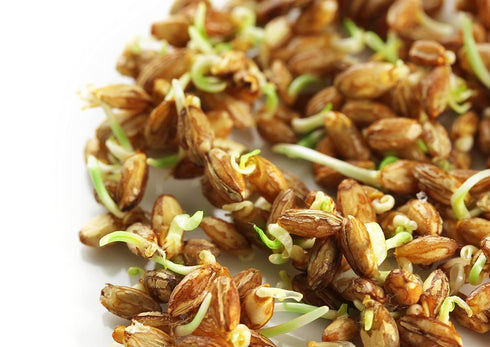 8 Food to Live Wheat Berries, Ounces Sprouting for Wheatgrass, Kosher, Raw, Vegan, Bulk