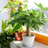 4" Live Plants Money Tree in White Plastic Pot, Easy to Grow Houseplant, Indoor Bonsai, Home Office Decor, Birthday