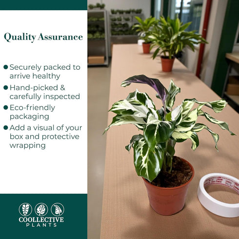6 CoollectivePlants Calathea Stella Live Indoor Plant in Grower Pot, Easy Care Tropical Houseplant, Pet Friendly Prayer