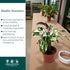 6 CoollectivePlants Calathea Stella Live Indoor Plant in Grower Pot, Easy Care Tropical Houseplant, Pet Friendly Prayer