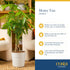 10 Inches Costa Farms Money Tree Live Indoor Plant, Tall, Pachira Aquatica Bonsai-Style Real Plant, Pet-Friendly Real