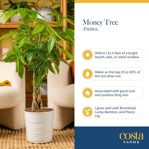 12-16 Inches Costa Farms Money Tree (Pachira Aquatica) Live Indoor Bonsai-Style Plant, Tall, Braided Trunk Houseplant