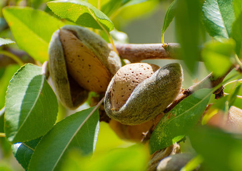 5 Food to Live Dry Roasted California Almonds, Pounds Oven Roasted Whole Nuts, Unsalted, No Oil Added, Vegan, Kosher