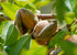 5 Food to Live Dry Roasted California Almonds, Pounds Oven Roasted Whole Nuts, Unsalted, No Oil Added, Vegan, Kosher