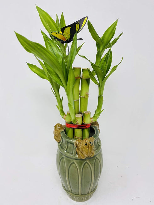 JM BAMBOO Five Style Lucky Bamboo 6" Frog Ceramic Pot -JMBamboo