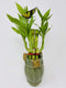 JM BAMBOO Five Style Lucky Bamboo 6" Frog Ceramic Pot -JMBamboo