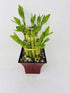 JM BAMBOO 2 6" 4" 2 5'' Jmbamboo Tier Lucky Bamboo - & Lucky Bamboos in Tiers -With Vase Color Fuchsia