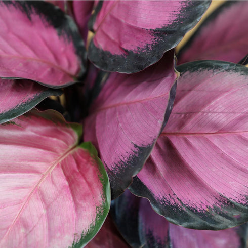 6" Pet Safe Purple Prayer Plant (Calathea Roseopicta) in Grower Pot, Pet Friendly Houseplant, Live Prayer Plants & Air