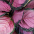 6" Pet Safe Purple Prayer Plant (Calathea Roseopicta) in Grower Pot, Pet Friendly Houseplant, Live Prayer Plants & Air