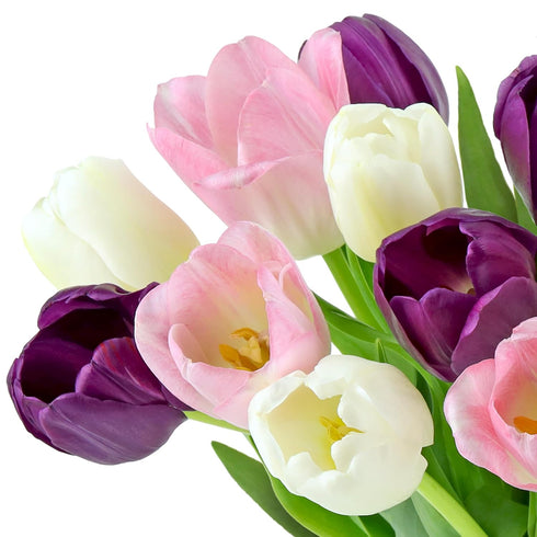 (20 Benchmark Bouquets Seasonal Tulip Mix Mothers Day Flowers for Delivery Fresh Cut Tulips for Mom Pink White Purple