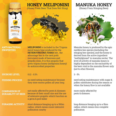 335 Meliponini - Stingless Bee Honey, Antioxidant-Rich & Raw, A Powerful Alternative to Manuka, Tasty, Pure, Sweet
