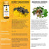 335 Meliponini - Stingless Bee Honey, Antioxidant-Rich & Raw, A Powerful Alternative to Manuka, Tasty, Pure, Sweet
