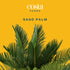 1 Costa Farms Live Sago Palm, Easy to Grow Live Indoor Plant, Houseplant in Plant Pot, Home and Room Decor, Foot Tall