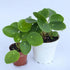 2.5 Inch 4 Inch 4 inch Chinese Money Plant Live (Pilea Peperomioides) | Available in & Nursery Pot or Add Our Geometric