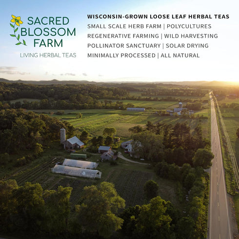 6.0 oz 85 White Pine Needle Tea, Wild-Harvested in Wisconsin | | Servings | Loose Leaf | Herbal Tea & Medicinal Herbs |