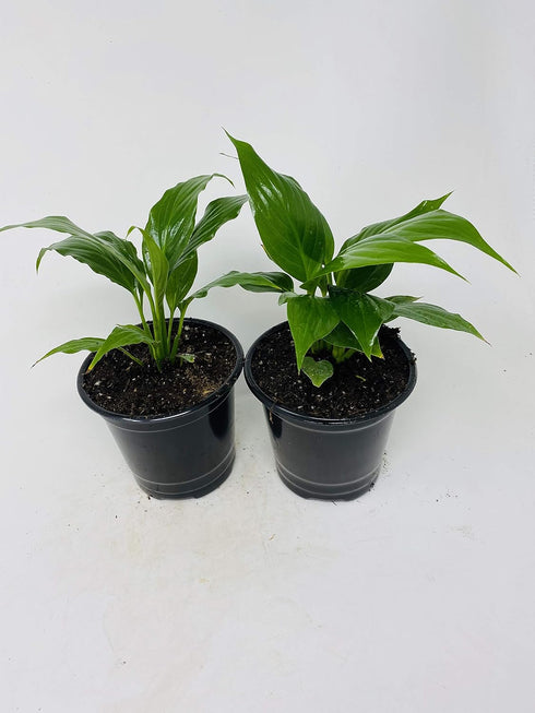 Jm Bamboo 4.5" Two Peace Lily Plant - Spathyphyllium - Unique Design Pot from