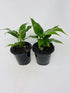Jm Bamboo 4.5" Two Peace Lily Plant - Spathyphyllium - Unique Design Pot from