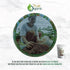 1 lb, (16 True Organic Ceylon Cloves Whole, Premium Grade, USDA Organic & Kosher Certified, Non-GMO, Fresh Organic
