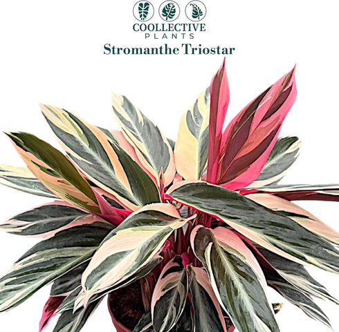 6 CoollectivePlants Stromanthe Triostar Live Indoor Plant in Grower Pot, Easy Care Tropical Houseplant, Low Maintenance