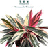 6 CoollectivePlants Stromanthe Triostar Live Indoor Plant in Grower Pot, Easy Care Tropical Houseplant, Low Maintenance