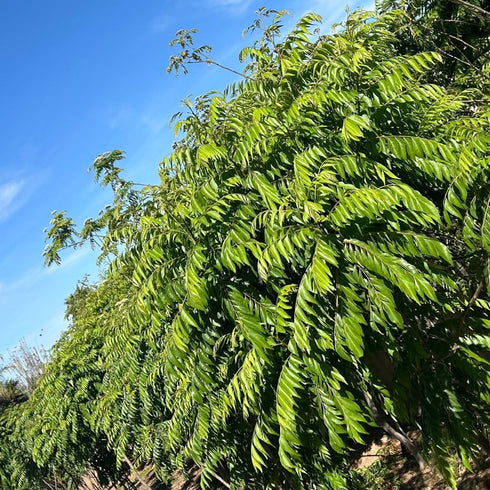 Leaves-100% Dried-10-15 CurryForest Premium Dried Curry Natural, Pesticide-Free Whole Leaves, USA Grown, Air g