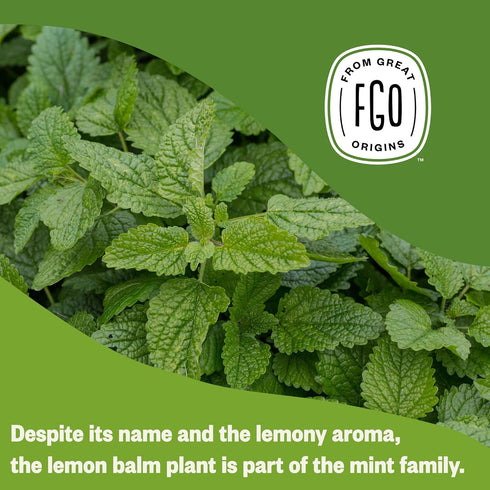 100 Count, Packaging (Pack 1) FGO Organic Lemon Balm Tea, Eco-Conscious Herbal Tea Bags, Resealable Bag, Caffeine Free