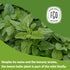 100 Count, Packaging (Pack 1) FGO Organic Lemon Balm Tea, Eco-Conscious Herbal Tea Bags, Resealable Bag, Caffeine Free