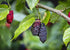 Mulberries, 2 Mulberry Food to Live Organic Dried Black Pounds Non-GMO, Raw Fruit, Unsulfured, Unsweetened, Vegan