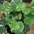 6" Aralia Balfouriana, Air Purifying & Easy, House Plant Decor in White Pot, Variegated Live Plant Gift, Indoor Plant