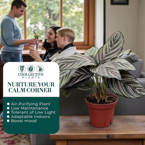 4" Calathea Ornata Live Plant in Pot Prayer Plant Indoor Houseplant, Pet Friendly, Easy Care, Low Maintenance Tropical