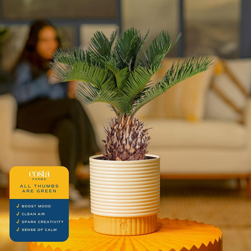 1 Costa Farms Live Sago Palm, Easy to Grow Live Indoor Plant, Houseplant in Plant Pot, Home and Room Decor, Foot Tall