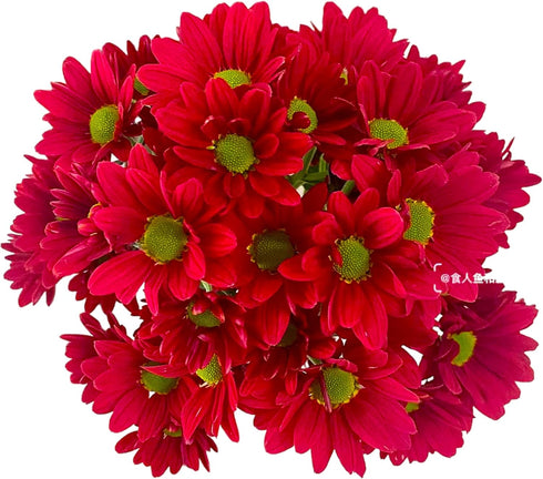 20 Fresh Red Daisy Cut Flowers | Florist-Selected Stems | Ideal for Bouquets, Birthdays Home Dcor | Bright Vibrant