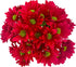 20 Fresh Red Daisy Cut Flowers | Florist-Selected Stems | Ideal for Bouquets, Birthdays Home Dcor | Bright Vibrant