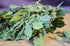 Dried Epazote Leaves and Stems, Natural Mexican Herbs, 2 oz and 4 oz