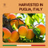 2 8.82oz Gusta Apricot Jam Preserve - Made in Italy Fruit Preserve & Jam - Only Ingredients - Perfect Apricot Jam