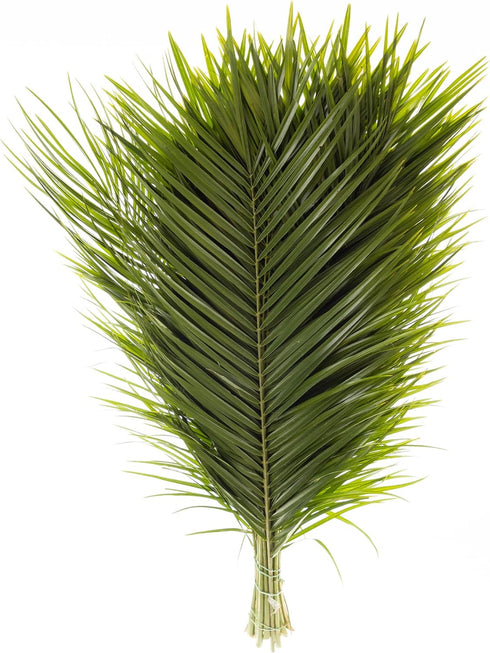 Generic Fresh Cut Palm Robellini Leaves for Wedding and Event Decoration | Home