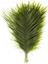 Generic Fresh Cut Palm Robellini Leaves for Wedding and Event Decoration | Home